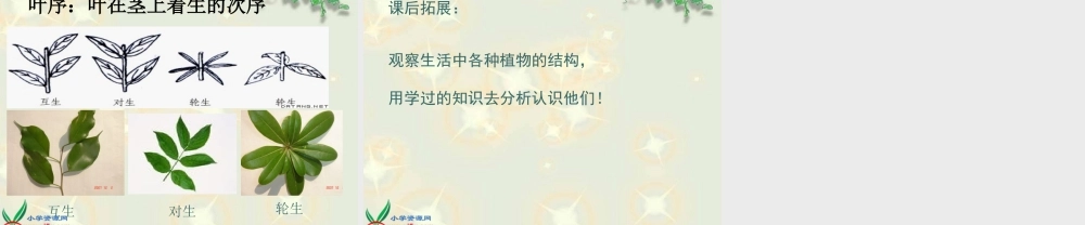 鄂教版小学科学三下《2.茎叶的生长》PPT课件(1).ppt