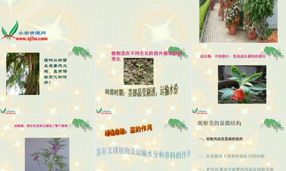 鄂教版小学科学三下《2.茎叶的生长》PPT课件(2).ppt