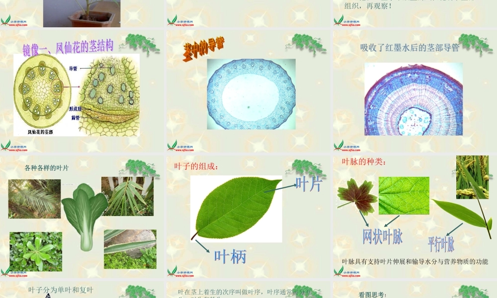 鄂教版小学科学三下《2.茎叶的生长》PPT课件(2).ppt