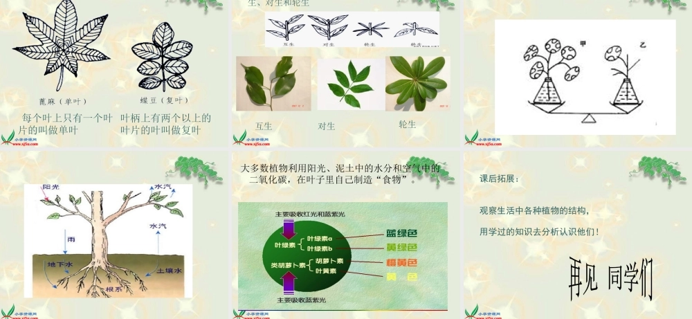 鄂教版小学科学三下《2.茎叶的生长》PPT课件(2).ppt