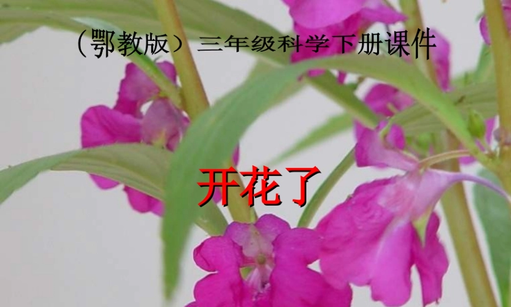 鄂教版小学科学三下《3.开花了》PPT课件[加微信jiaoxue5you九折优惠].ppt