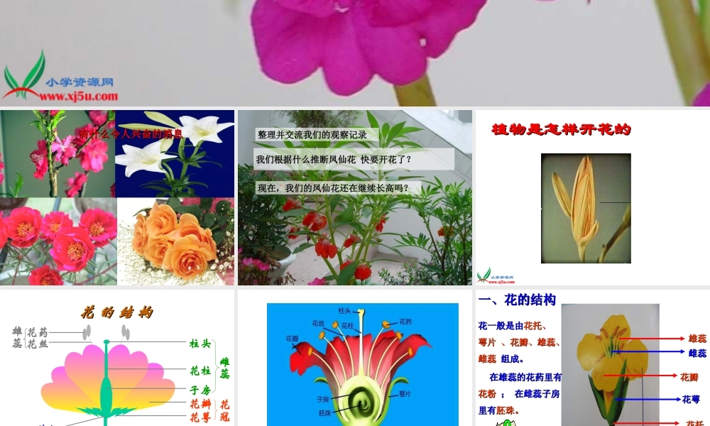 鄂教版小学科学三下《3.开花了》PPT课件[加微信jiaoxue5you九折优惠].ppt