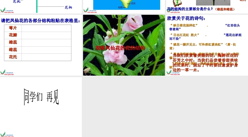 鄂教版小学科学三下《3.开花了》PPT课件[加微信jiaoxue5you九折优惠].ppt