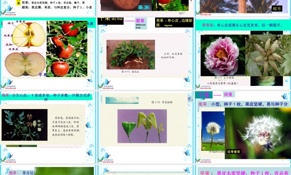 鄂教版小学科学三下《4.结果了》PPT课件[加微信jiaoxue5you九折优惠].ppt