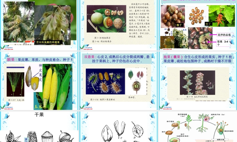 鄂教版小学科学三下《4.结果了》PPT课件[加微信jiaoxue5you九折优惠].ppt