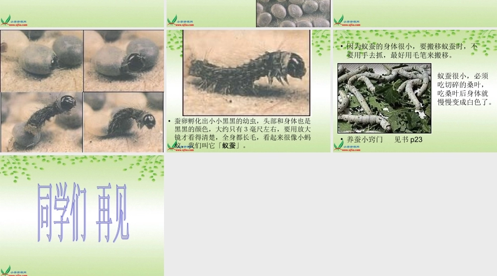 鄂教版小学科学三下《6.蚕宝宝出生了》PPT课件(1).ppt