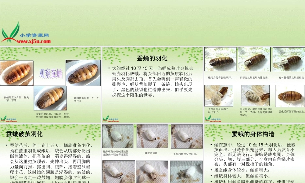 鄂教版小学科学三下《9.蚕蛹变成了什么》PPT课件(3).ppt