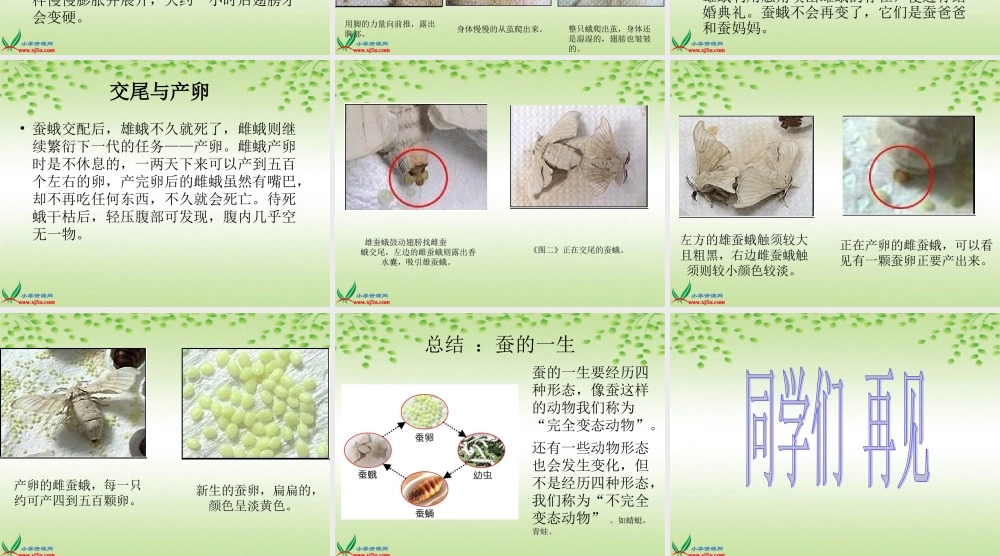 鄂教版小学科学三下《9.蚕蛹变成了什么》PPT课件(3).ppt