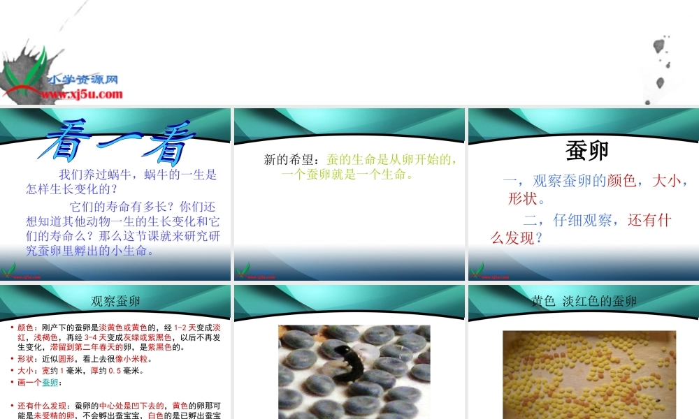 鄂教版小学科学三下《6.蚕宝宝出生了》PPT课件(3).ppt