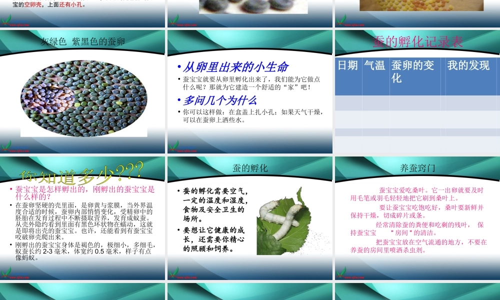 鄂教版小学科学三下《6.蚕宝宝出生了》PPT课件(3).ppt