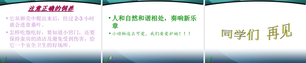 鄂教版小学科学三下《6.蚕宝宝出生了》PPT课件(3).ppt