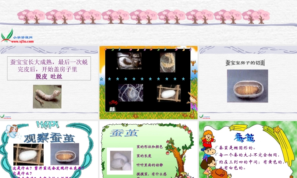 鄂教版小学科学三下《8.蚕宝宝建新房》PPT课件(2).ppt