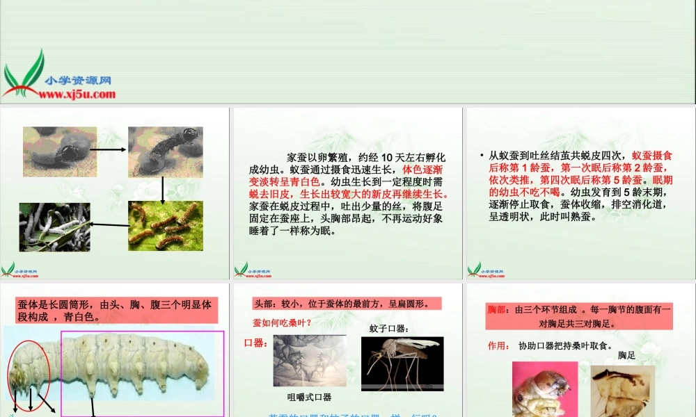 鄂教版小学科学三下《7.可爱的蚕宝宝》PPT课件(2).ppt