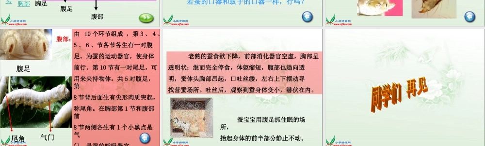 鄂教版小学科学三下《7.可爱的蚕宝宝》PPT课件(2).ppt