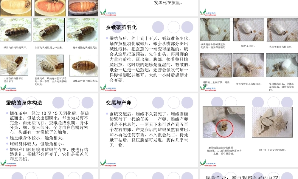 鄂教版小学科学三下《9.蚕蛹变成了什么》PPT课件(1).ppt