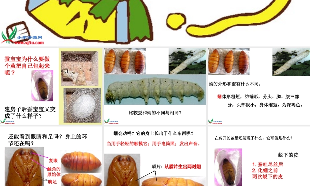鄂教版小学科学三下《8.蚕宝宝建新房》PPT课件(3).ppt