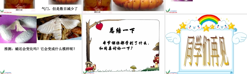 鄂教版小学科学三下《8.蚕宝宝建新房》PPT课件(3).ppt