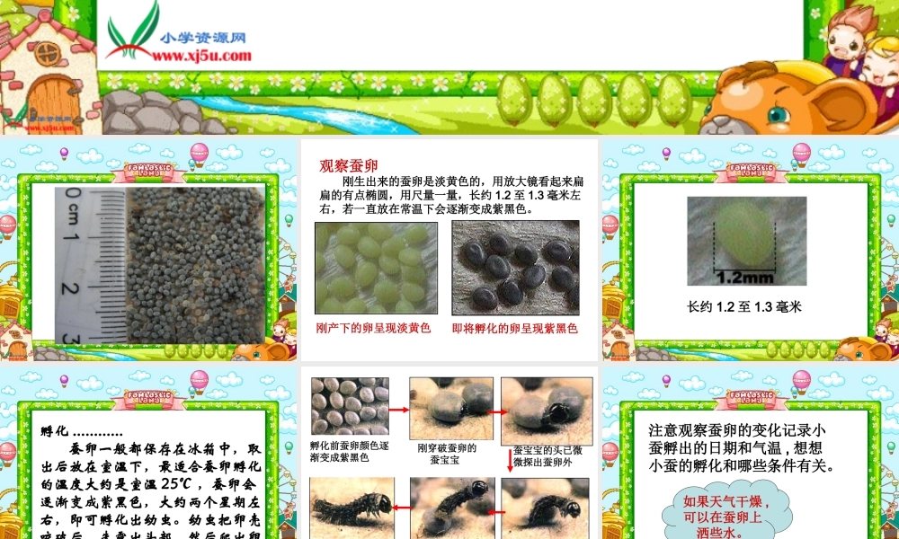 鄂教版小学科学三下《6.蚕宝宝出生了》PPT课件(2).ppt