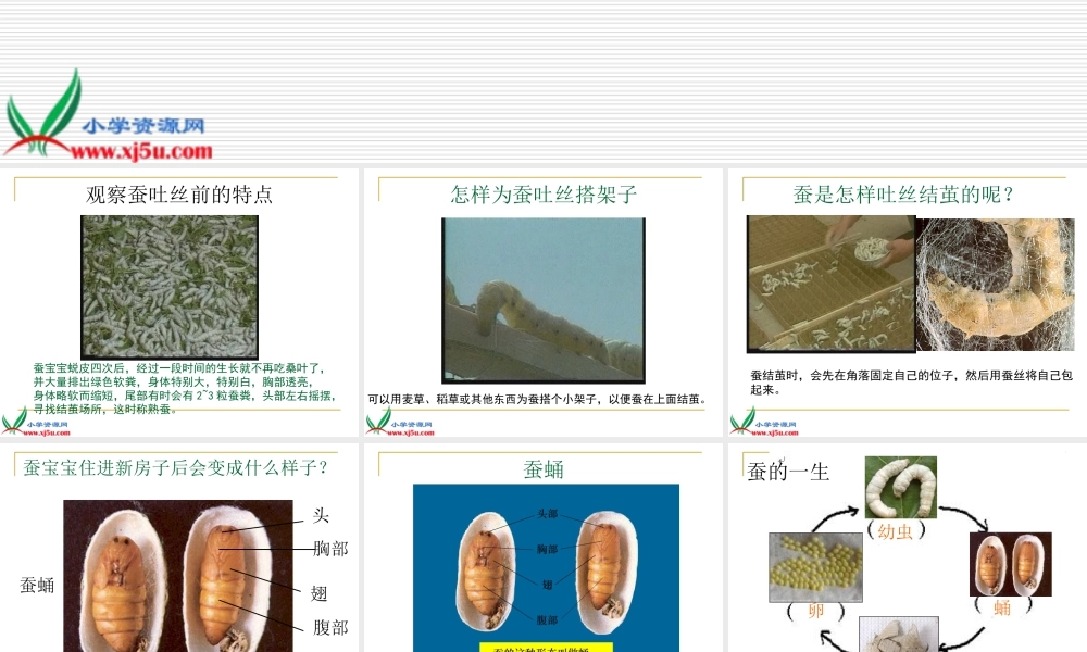 鄂教版小学科学三下《8.蚕宝宝建新房》PPT课件(1).ppt