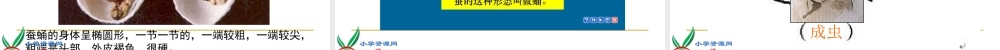 鄂教版小学科学三下《8.蚕宝宝建新房》PPT课件(1).ppt