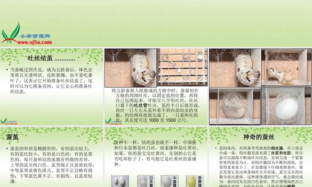 鄂教版小学科学三下《8.蚕宝宝建新房》PPT课件(4).ppt