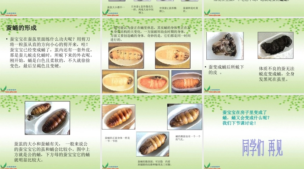 鄂教版小学科学三下《8.蚕宝宝建新房》PPT课件(4).ppt