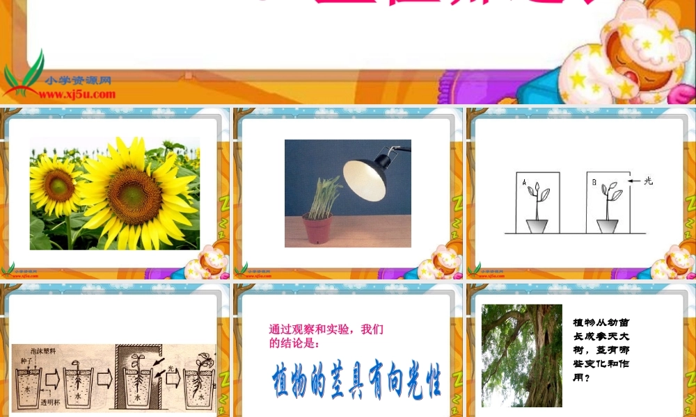 鄂教版小学科学四下优质公开课《5.茎往哪边长》PPT课件1[加微信jiaoxue5you九折优惠].ppt