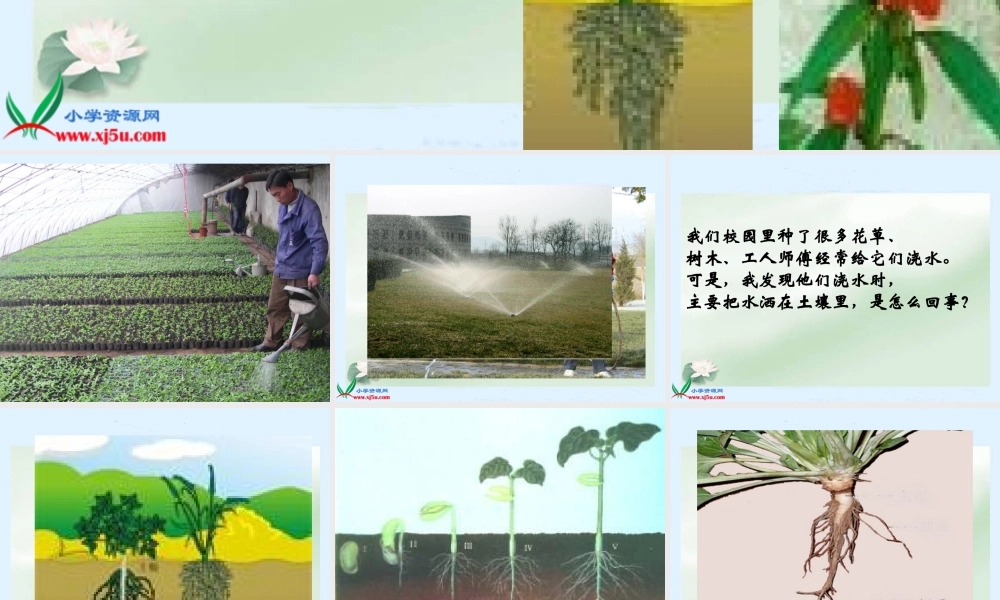 鄂教版小学科学四下优质公开课《6.植物怎样“喝水”》PPT课件[加微信jiaoxue5you九折优惠].ppt