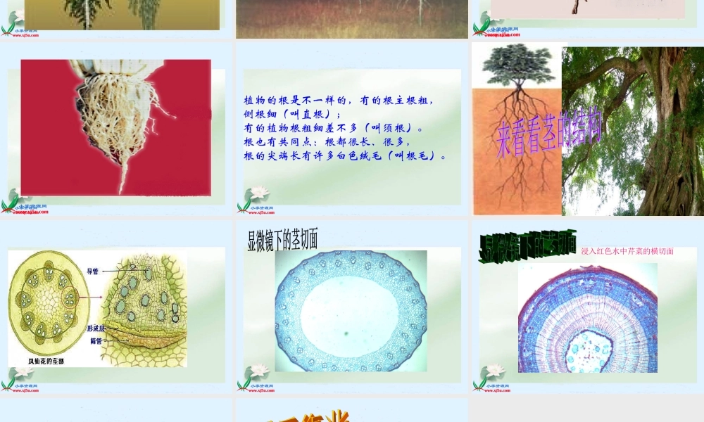 鄂教版小学科学四下优质公开课《6.植物怎样“喝水”》PPT课件[加微信jiaoxue5you九折优惠].ppt