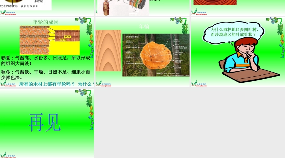 鄂教版小学科学五上《3树木中的纹路》PPT课件.ppt