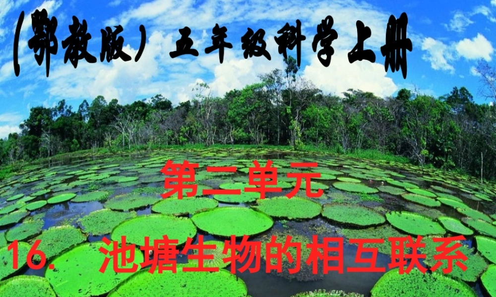 鄂教版小学科学五上《12池塘生物的相互联系》PPT课件.ppt