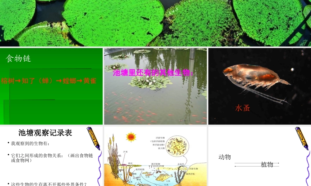 鄂教版小学科学五上《12池塘生物的相互联系》PPT课件.ppt