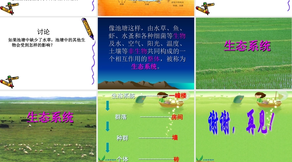 鄂教版小学科学五上《12池塘生物的相互联系》PPT课件.ppt
