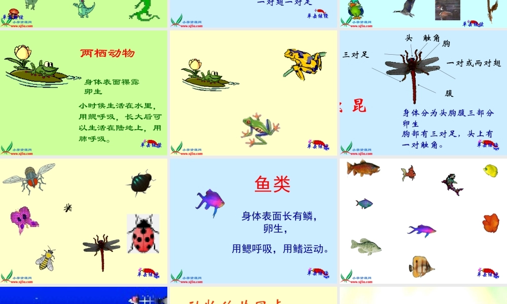 鄂教版小学科学五下《1.形形色色的动物》PPT课件(1).ppt