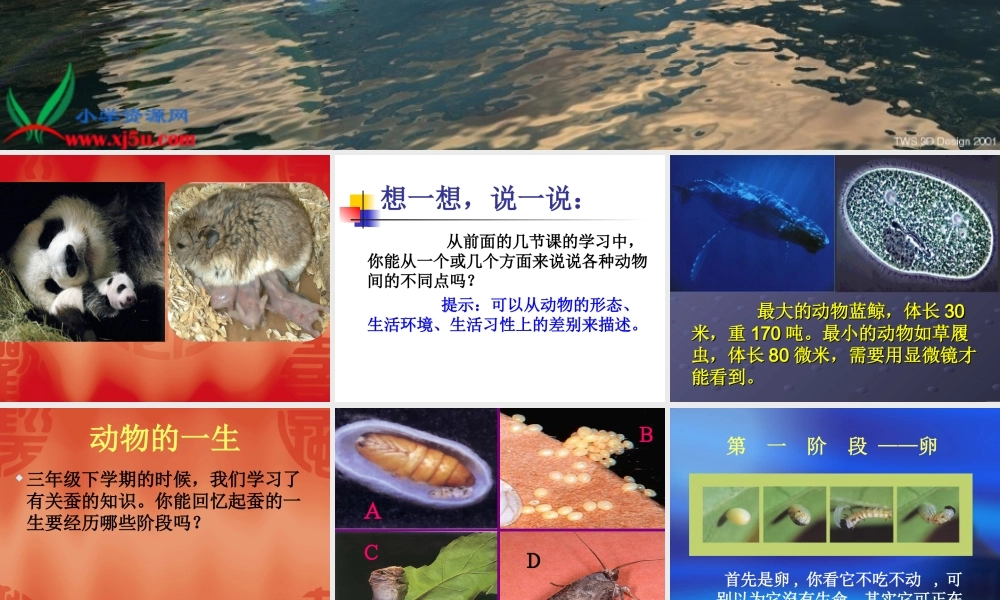 鄂教版小学科学五下《6.多彩的生命》PPT课件[加微信jiaoxue5you九折优惠].ppt