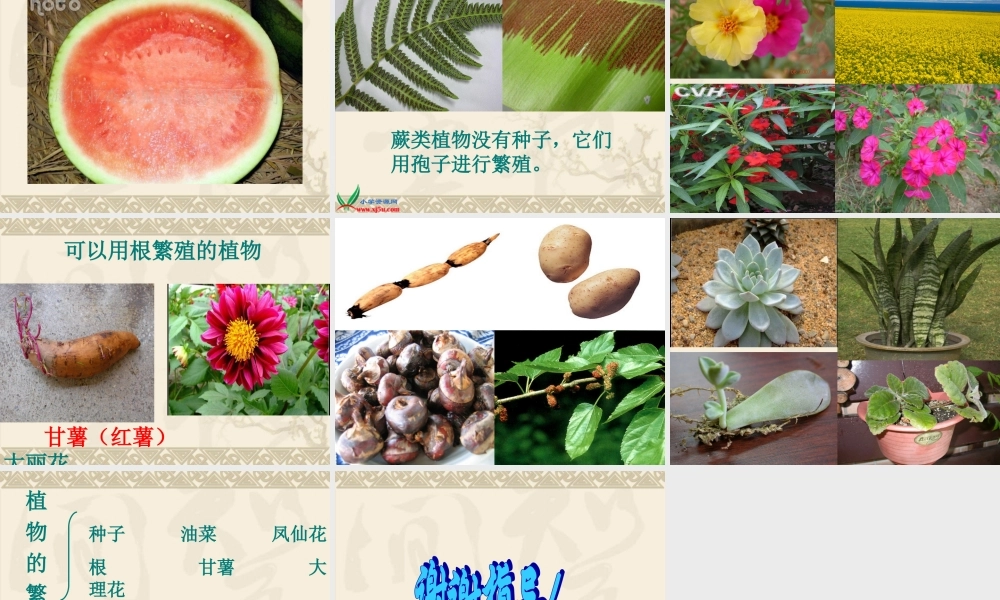 鄂教版小学科学五下《7.植物的繁殖》PPT课件[加微信jiaoxue5you九折优惠].ppt