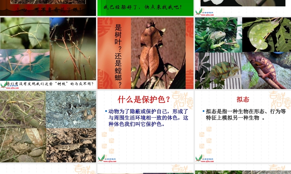 鄂教版小学科学五下《4.动物的防御》PPT课件[加微信jiaoxue5you九折优惠].ppt