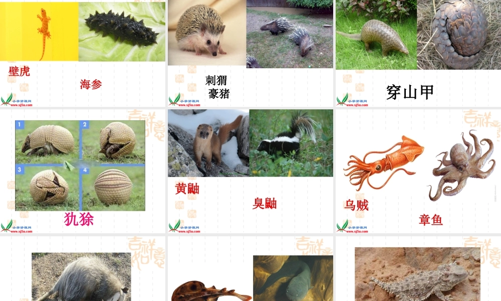 鄂教版小学科学五下《4.动物的防御》PPT课件[加微信jiaoxue5you九折优惠].ppt