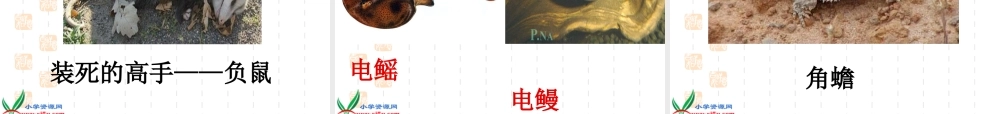 鄂教版小学科学五下《4.动物的防御》PPT课件[加微信jiaoxue5you九折优惠].ppt