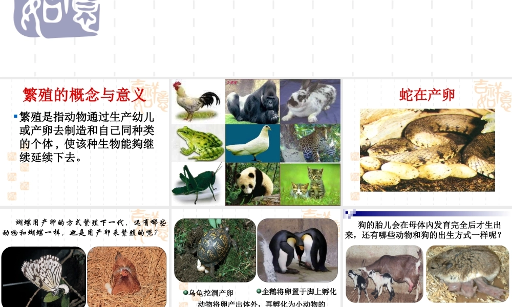 鄂教版小学科学五下《5.动物的繁殖》PPT课件(2).ppt