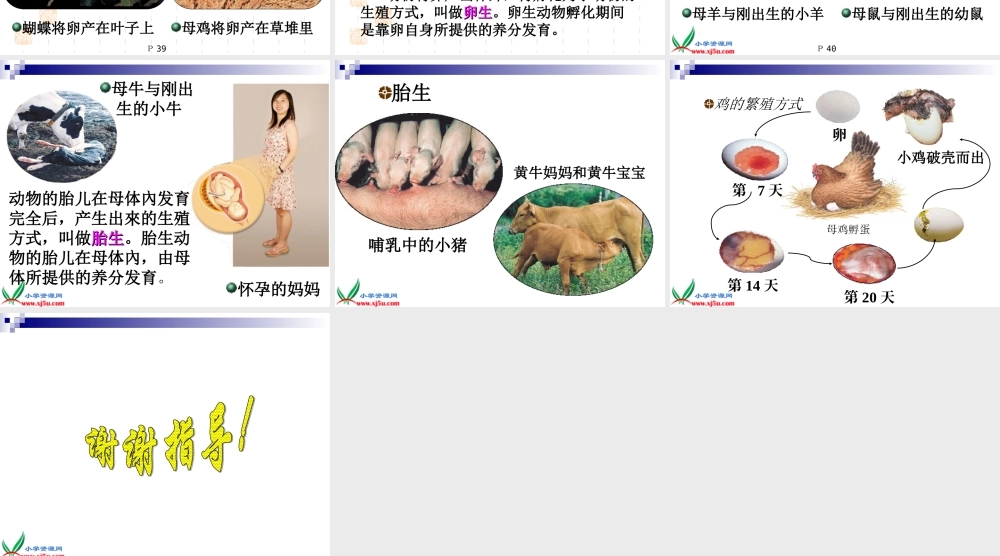 鄂教版小学科学五下《5.动物的繁殖》PPT课件(2).ppt
