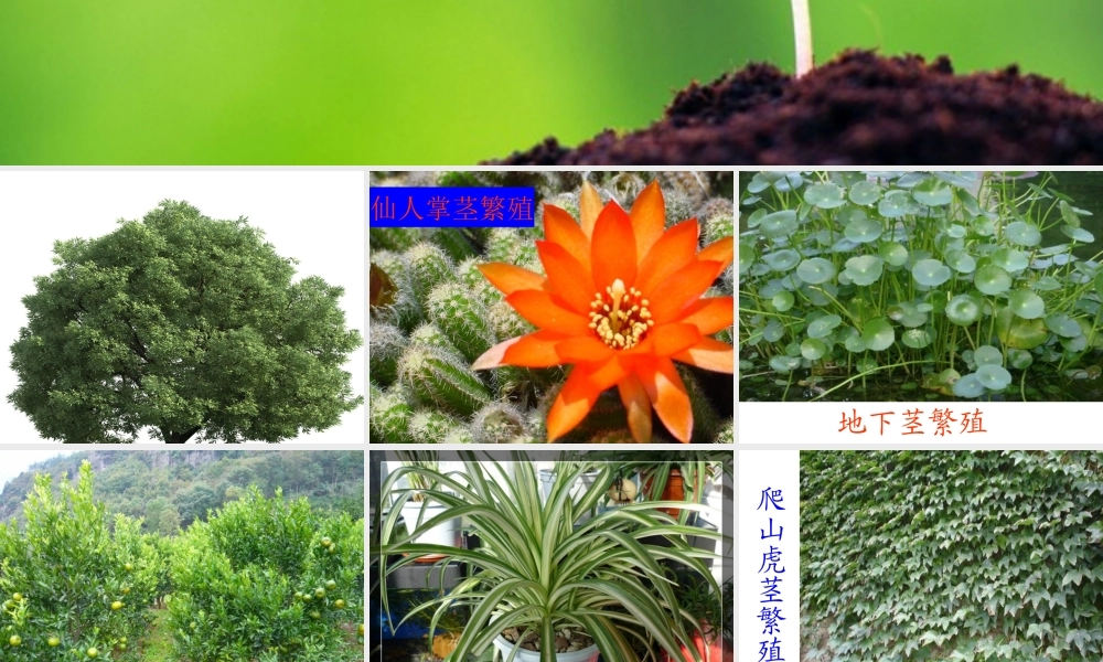 鄂教版小学科学五下《8.茎繁殖》PPT课件[加微信jiaoxue5you九折优惠].ppt