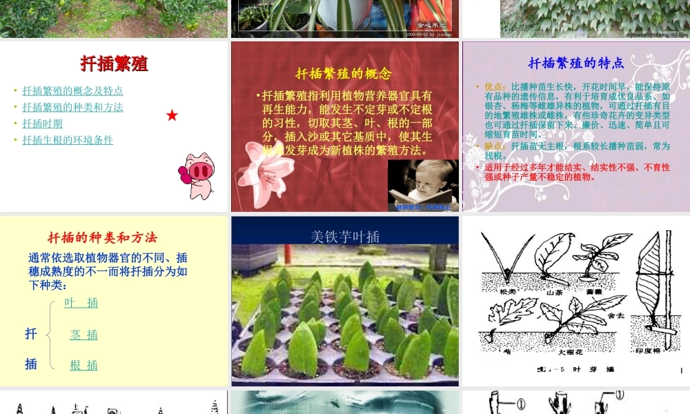 鄂教版小学科学五下《8.茎繁殖》PPT课件[加微信jiaoxue5you九折优惠].ppt