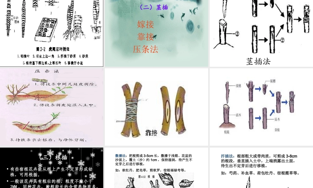 鄂教版小学科学五下《8.茎繁殖》PPT课件[加微信jiaoxue5you九折优惠].ppt