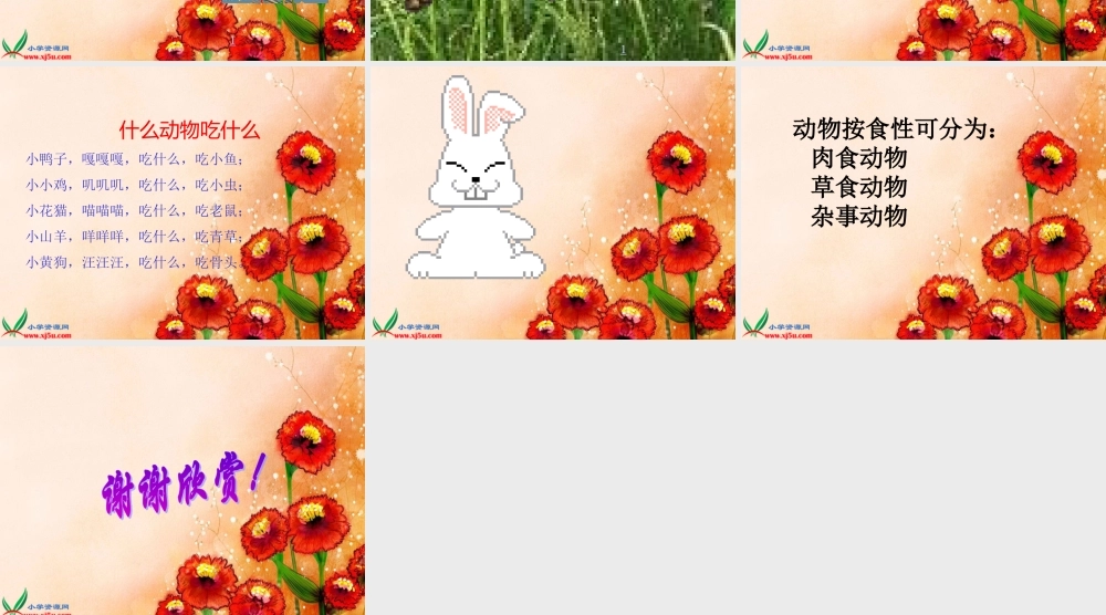鄂教版小学科学五下《2.动物吃什么》PPT课件[加微信jiaoxue5you九折优惠].ppt