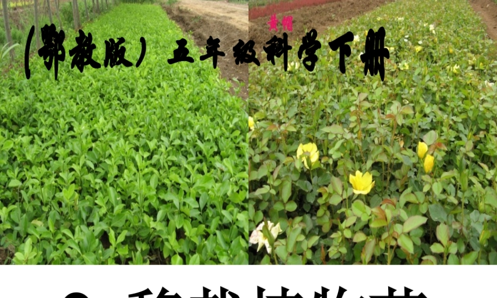 鄂教版小学科学五下《9.移载植物苗》PPT课件[加微信jiaoxue5you九折优惠].ppt
