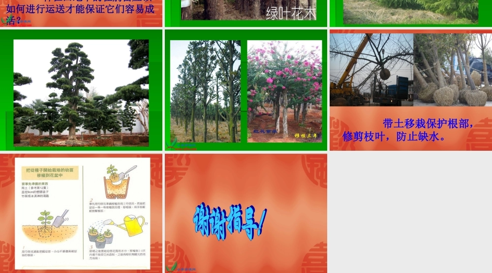 鄂教版小学科学五下《9.移载植物苗》PPT课件[加微信jiaoxue5you九折优惠].ppt