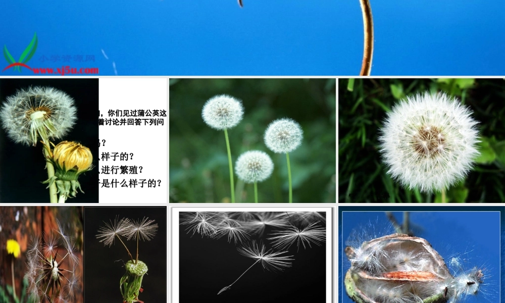 鄂教版小学科学五下《10.苗圃里的蒲公英》PPT课件[加微信jiaoxue5you九折优惠].ppt