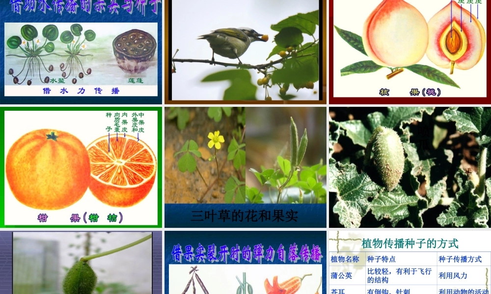 鄂教版小学科学五下《10.苗圃里的蒲公英》PPT课件[加微信jiaoxue5you九折优惠].ppt