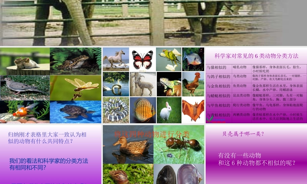 鄂教版小学科学五下《1.形形色色的动物》PPT课件(2).ppt
